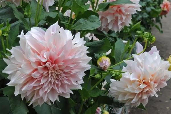 秋天有什么花卉，常见蔷薇花、蝴蝶兰等品种
