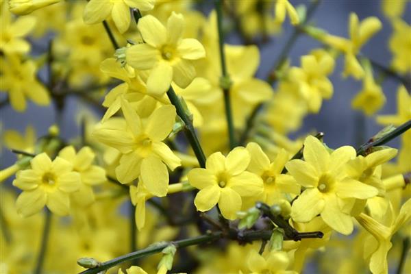 秋天有什么花卉，常见蔷薇花、蝴蝶兰等品种