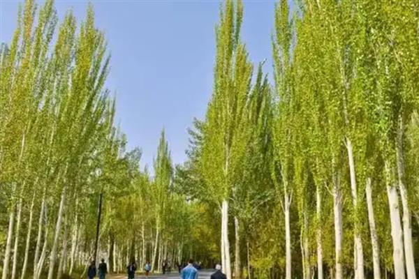 家里不能种哪种树，不能种松树、杨树等