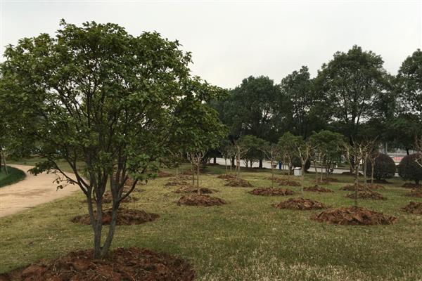 家里不能种哪种树，不能种松树、杨树等