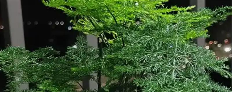 文竹的养殖方法，冬季每隔半个月浇一次水