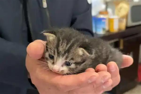 被刚产下的小猫抓伤如何处理，要在24小时内接种狂犬疫苗