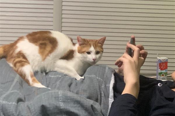 被刚产下的小猫抓伤如何处理，要在24小时内接种狂犬疫苗