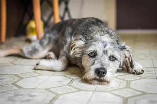 狂犬病早期有什么症状,时常出现发热、头痛、乏力等情况
