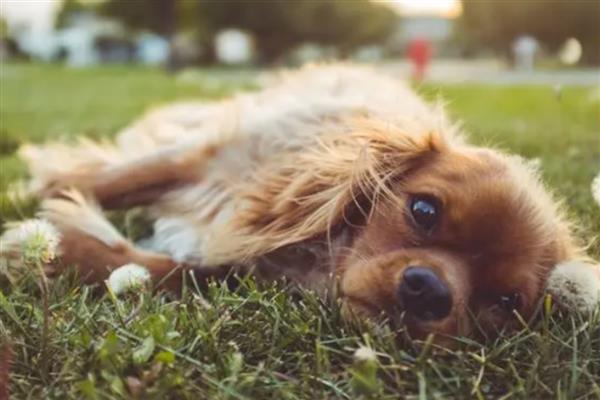 狂犬病早期有什么症状,时常出现发热、头痛、乏力等情况