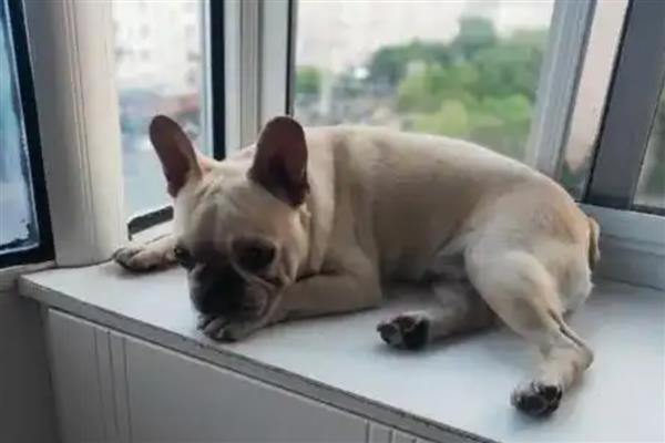 狂犬病早期有什么症状,时常出现发热、头痛、乏力等情况