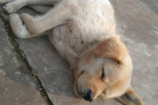 狂犬病早期有什么症状,时常出现发热、头痛、乏力等情况