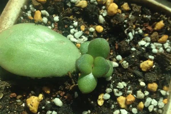 黄金花月叶插注意事项，夏季温度高扦插后不易成活