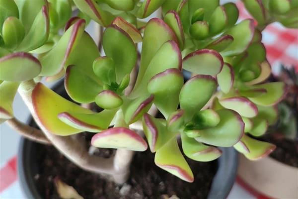 黄金花月叶插注意事项，夏季温度高扦插后不易成活