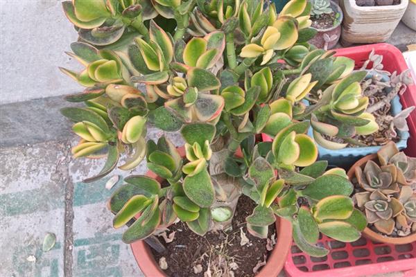 黄金花月叶插注意事项，夏季温度高扦插后不易成活