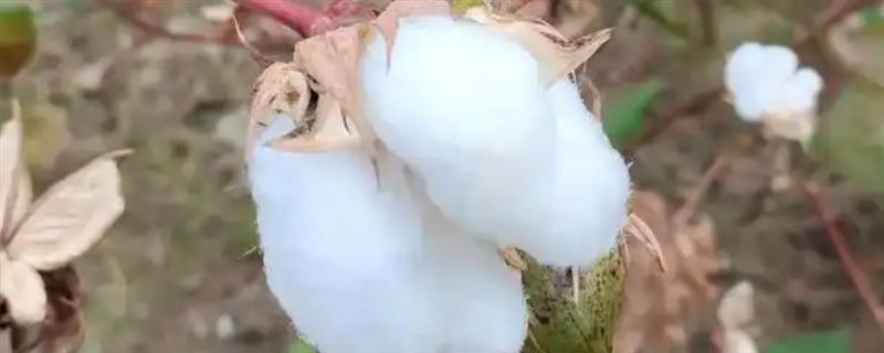 按照棉花的纤维颜色可以分成几种，主要分为白棉、黄棉、灰棉和彩棉