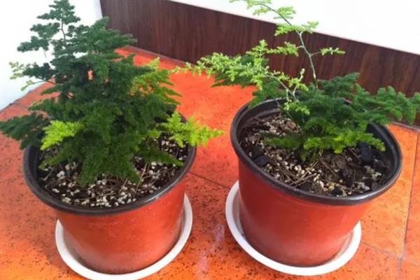 文竹的养殖方法，冬季每隔半个月浇一次水