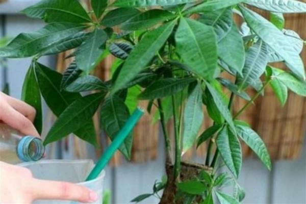 发财树施什么肥料，专用肥、有机肥是适宜选择