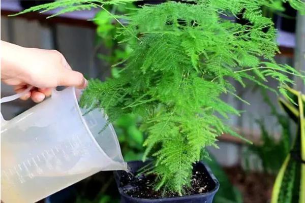 文竹的养殖方法，冬季每隔半个月浇一次水