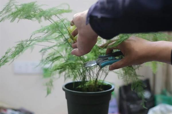 文竹的养殖方法，冬季每隔半个月浇一次水