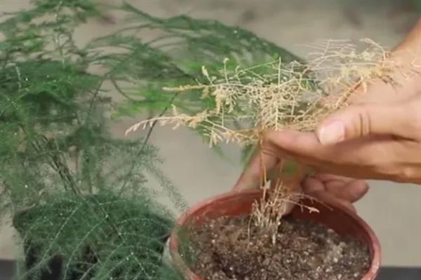 文竹的养殖方法，冬季每隔半个月浇一次水
