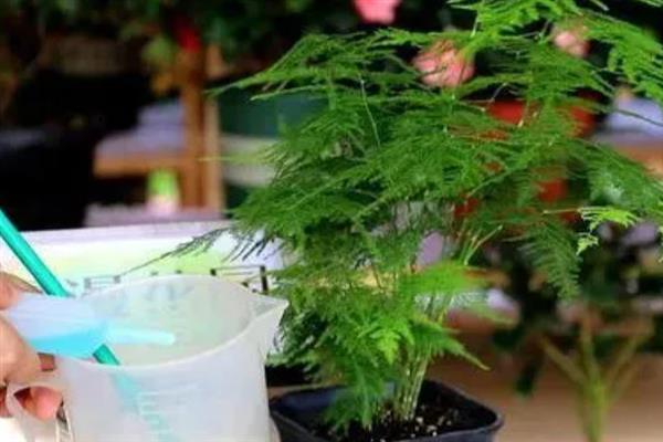 文竹的养殖方法，冬季每隔半个月浇一次水