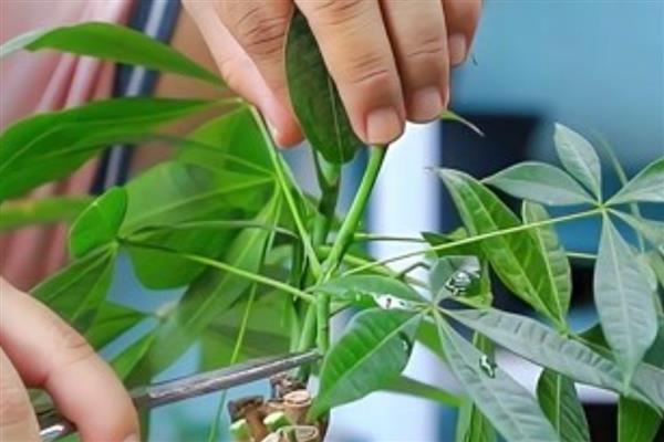 发财树施什么肥料，专用肥、有机肥是适宜选择