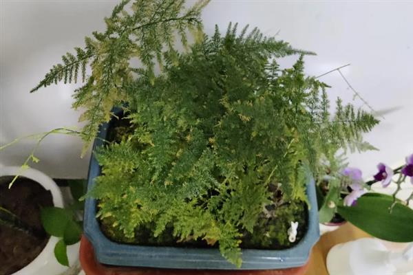 文竹的养殖方法，冬季每隔半个月浇一次水