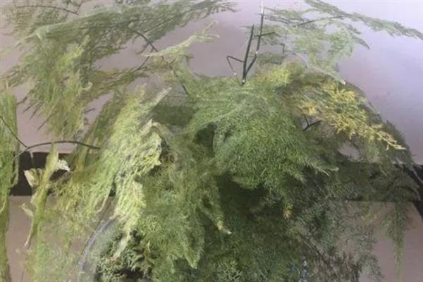 文竹的养殖方法，冬季每隔半个月浇一次水