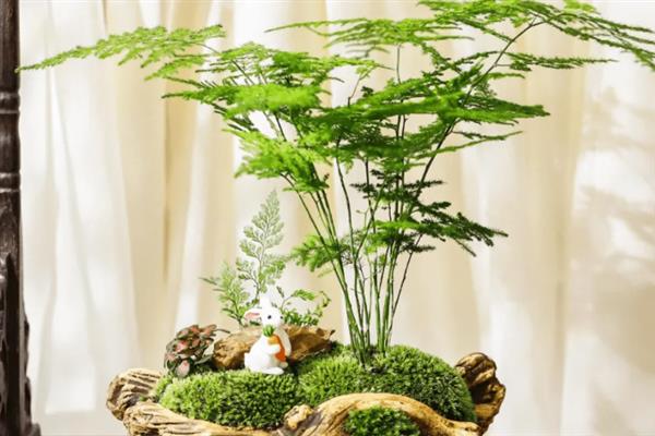 文竹的养殖方法，冬季每隔半个月浇一次水