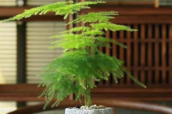 文竹的养殖方法，冬季每隔半个月浇一次水