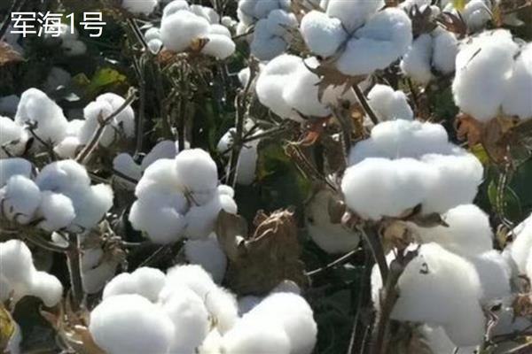 按照棉花的纤维颜色可以分成几种，主要分为白棉、黄棉、灰棉和彩棉