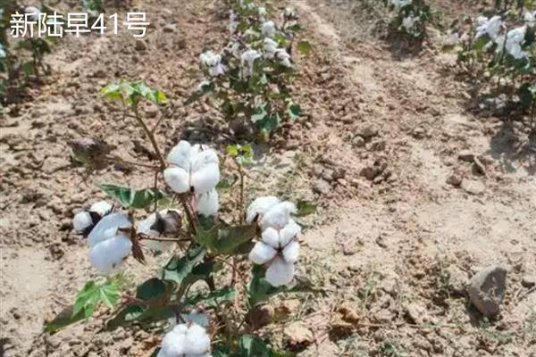 按照棉花的纤维颜色可以分成几种，主要分为白棉、黄棉、灰棉和彩棉