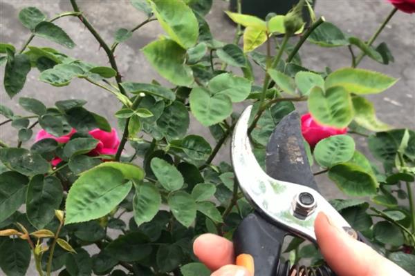 让玫瑰爆盆的方法，每天晒光5小时以上