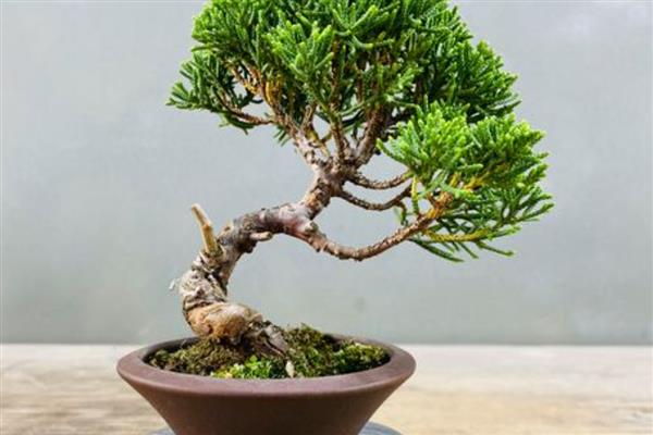 真柏冬季耐寒几度，冬季耐寒零下20℃