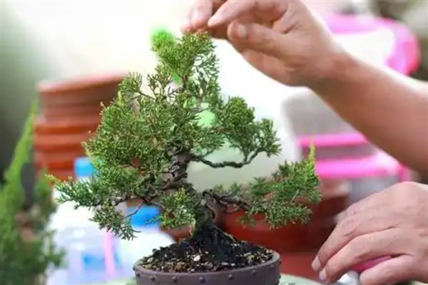 真柏冬季耐寒几度，冬季耐寒零下20℃
