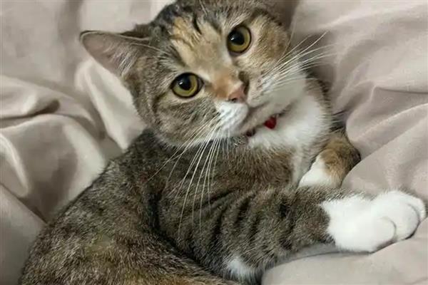 猫跳蚤寄生在哪里，会隐藏在家里的各个地方