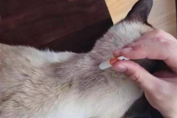 猫跳蚤寄生在哪里，会隐藏在家里的各个地方