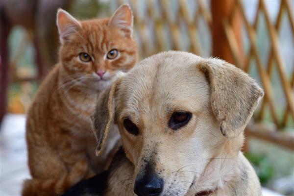 猫跳蚤寄生在哪里，会隐藏在家里的各个地方