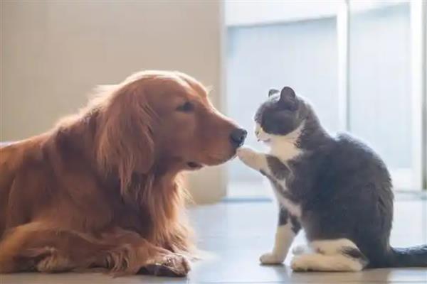 猫跳蚤寄生在哪里，会隐藏在家里的各个地方