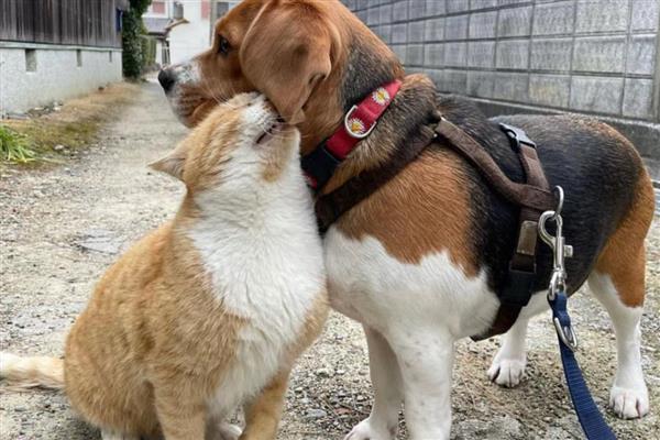 猫跳蚤寄生在哪里，会隐藏在家里的各个地方