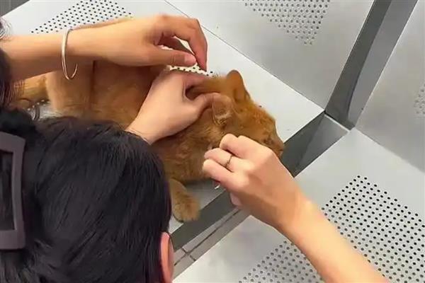 猫跳蚤寄生在哪里，会隐藏在家里的各个地方