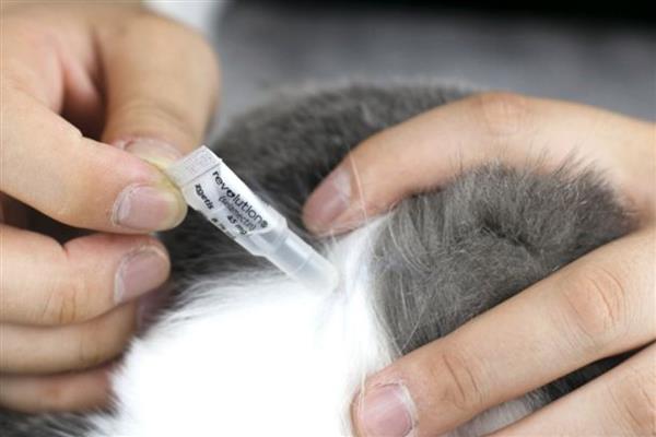 猫跳蚤寄生在哪里，会隐藏在家里的各个地方