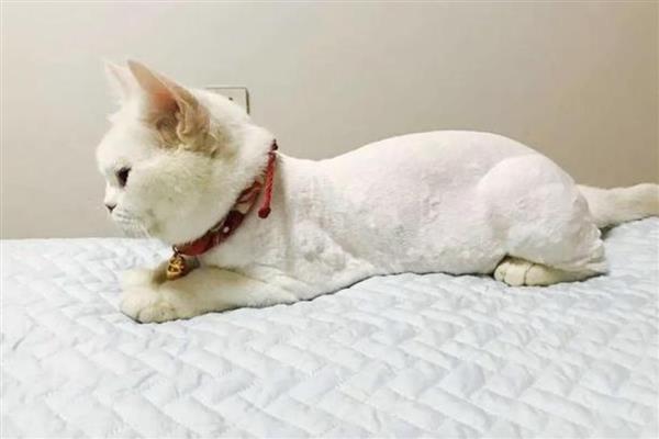 猫跳蚤寄生在哪里，会隐藏在家里的各个地方