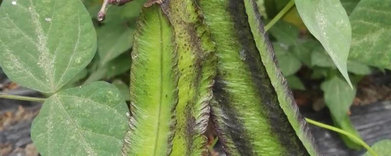 四棱豆的种植技术，应该注意控制肥水量