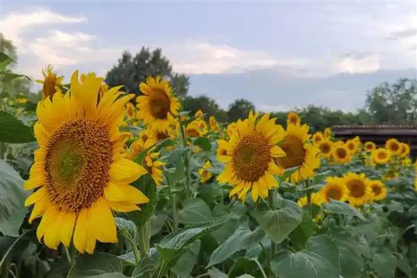 向日葵的开花季节，花期为每年的7到8月份