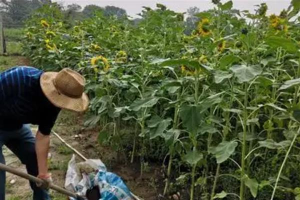 向日葵的开花季节，花期为每年的7到8月份