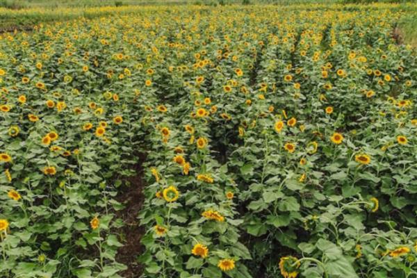 向日葵的开花季节，花期为每年的7到8月份
