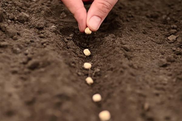 四棱豆的种植技术，应该注意控制肥水量