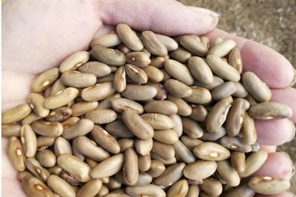 四棱豆的种植技术，应该注意控制肥水量