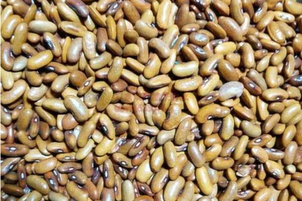 四棱豆的种植技术，应该注意控制肥水量