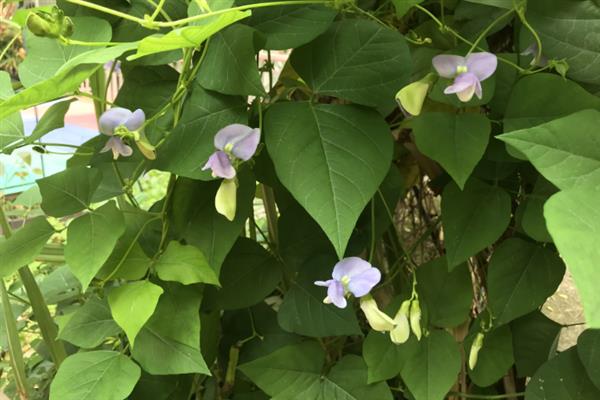 四棱豆的种植技术，应该注意控制肥水量