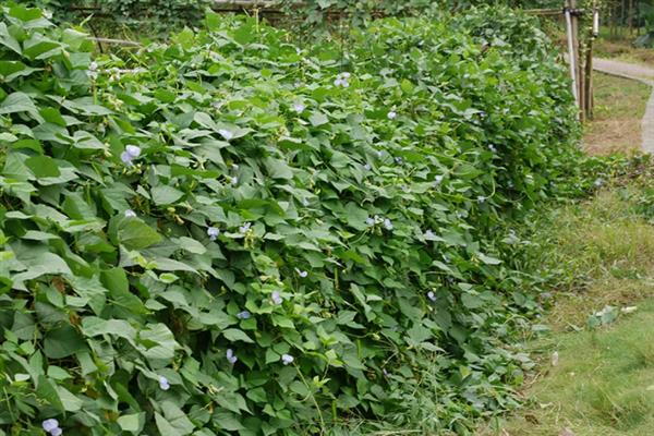 四棱豆的种植技术，应该注意控制肥水量
