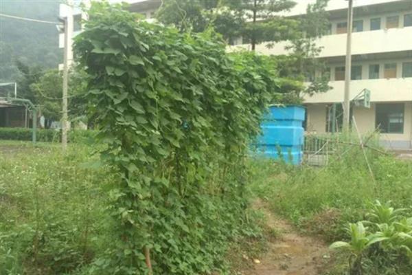 四棱豆的种植技术，应该注意控制肥水量