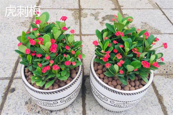 冬天养什么花，适合养虎刺梅、水仙花等